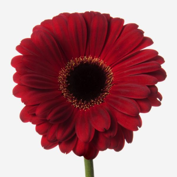 Gerbera