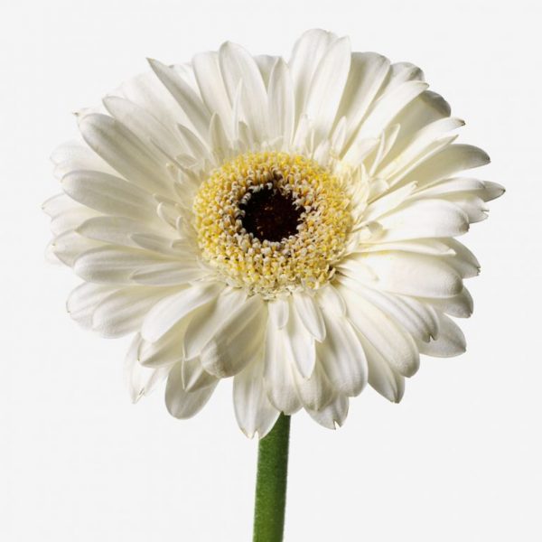 Gerbera