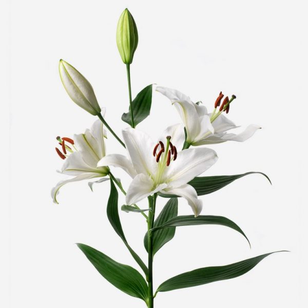 Lilium