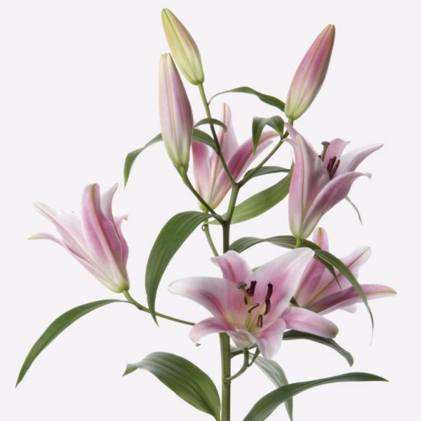 Lilium