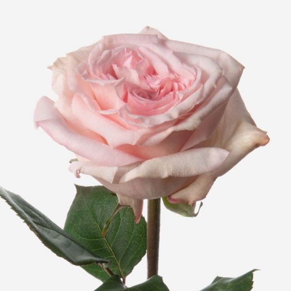 Rozen