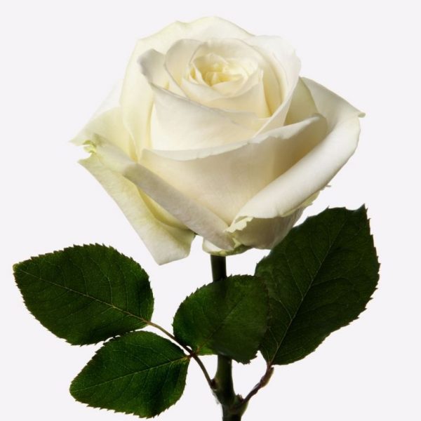 Rozen